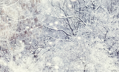 Winter forest landscape. Tall trees under snow cover. January frosty day in the park.