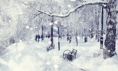 Winter forest landscape. Tall trees under snow cover. January frosty day in the park.