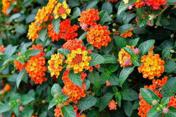 Phakrong is a plant of the Verbenaceae family and is native to the Americas. Is a shrub or semi-ivy shrub. The flowers are clustered in many colors, if eaten, causing abdominal pain