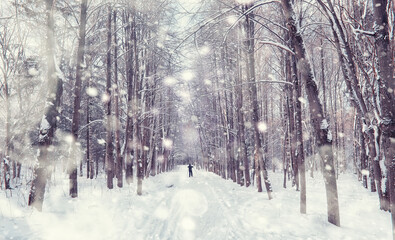 Winter forest landscape. Tall trees under snow cover. January frosty day in the park.
