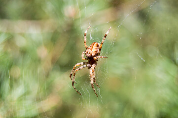 spider on the web
