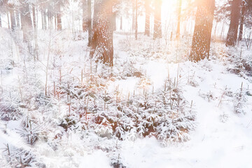 Winter landscape. Forest under the snow. Winter in the park.