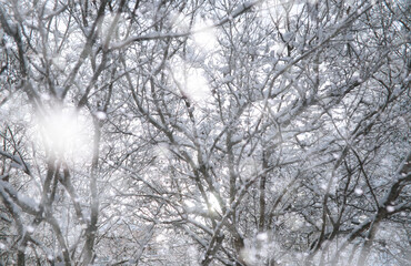 Winter Park. Landscape in snowy weather. January.