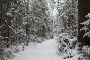 Winter landscape. Forest under the snow. Winter in the park.