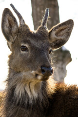 Young deer in the zoo close up. Animals in the aviary.