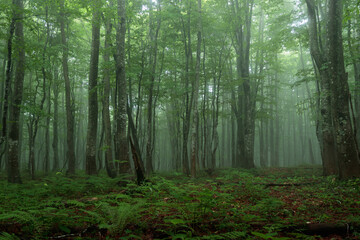 morning in the forest