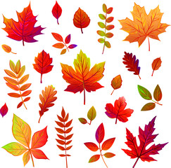 set of yellow, orange, red autumn leaves from different trees. oak, maple leaves, poplar, chestnut, ash, mountain ash, acacia, viburnum, many leaves