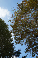 Sunlight shines through big tree with cloudy sky