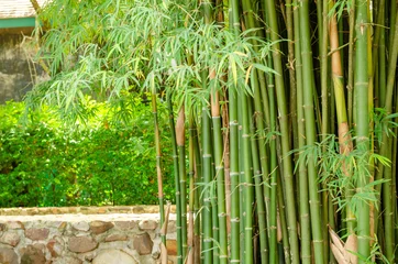 Gordijnen closeup of bamboo plant in the garden © kedsirin