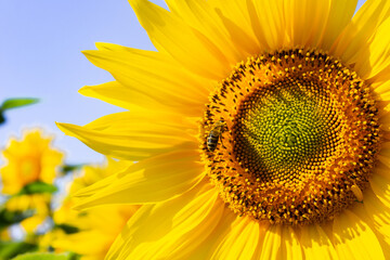 Sunflower natural background. Sunflower blossoms. Close-up of flowers in summer.