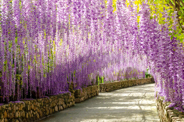 Beautiful hanging purple flower tunnel at Cherntawan International Meditation Center in Chiang Rai,...