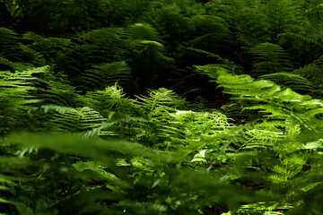 ferns in the forest