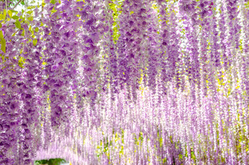 Beautiful hanging purple flower tunnel at Cherntawan International Meditation Center in Chiang Rai, Thailand