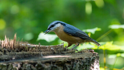 Obraz premium Kleiber, bird, natur, baum, wild lebende tiere, tier, ast, schnabel, wild, blau, feather