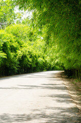 Fototapeta na wymiar Tunnel of green bamboo forest sideways road