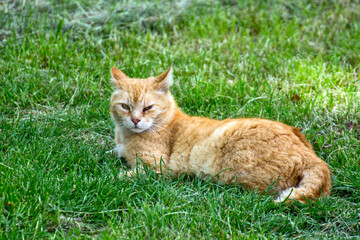 Yellow cat in the grass