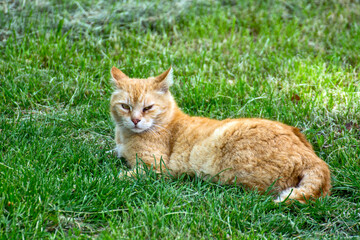 Naklejka na ściany i meble Yellow cat in the grass