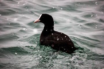 Black coot duck swims on the waves of the Black Sea in winter. Snowing.