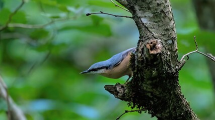 Kleiber, bird, natur, baum, wild lebende tiere, tier, ast, schnabel, wild, blau, feather