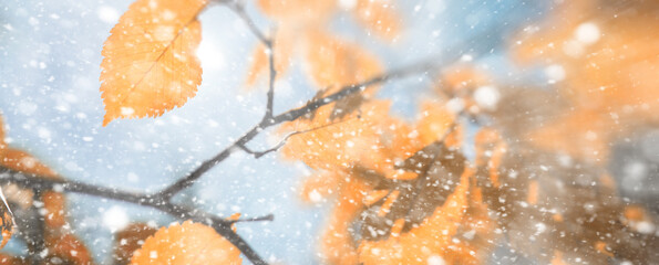 Background autumn park in the first snow
