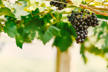 Ripe grapes hanging on vine ready to be harvested at vineyard