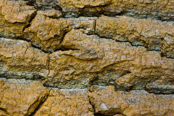 
tree bark close-up background texture structure