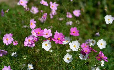 Fototapeta premium Cosmos flower. Selective focus with shallow depth of field.
