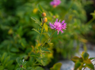Knapweed flower at the autumn season. Selective focus with shallow depth of field.