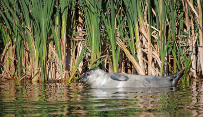 Common seal resting in shallow waters