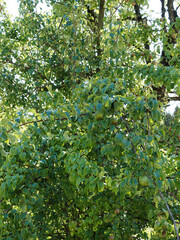 Fototapeta na wymiar Pyrus communis pyraster | Poirier sauvage européen aux petites feuilles ovales et petites poires presque rondes 