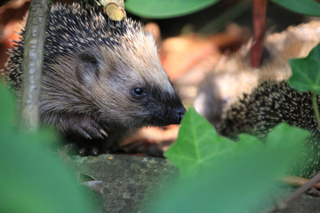 Little hedgehog looking for food