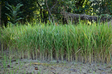 bunch the green ripe paddy plant grains in the field meadow.