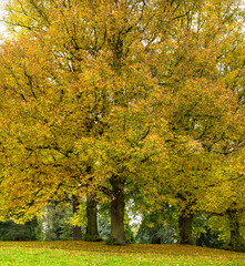Naklejka premium Autumnal trees on the Waddesdon Manor estate.