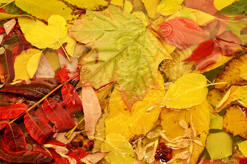 Obraz premium Drops of autumn rain on wet colorful leaves in water