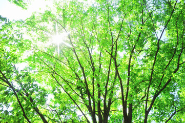 Obraz premium 新緑