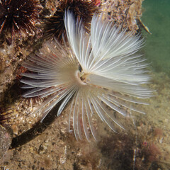 Spiral tube-worm (Sabella spallanzanii) in Mediterranean Sea