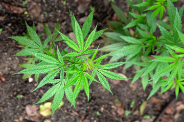 Herbal cannabis growing 