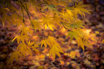 Colourful autumnal leaves at Batsford Arboretum.