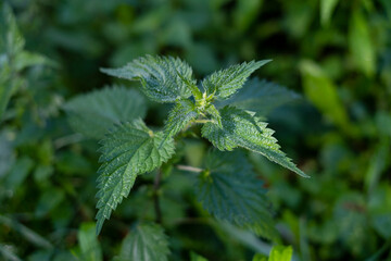 Urtica dioica