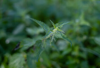 Urtica dioica