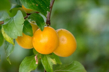 The beauty of the Voronezh region in a fairy-tale forest