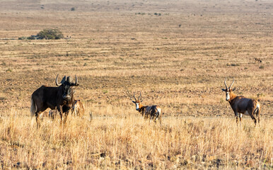 Fototapeta na wymiar Black Wildebeest