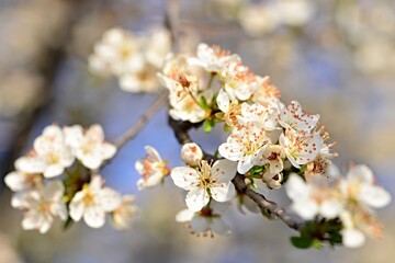 Cherry blossoms illuminated by the spring sun. Blooming flowers of a fruit tree. A branch of a fruit tree full of tiny white flowers and green leaves. Blurred background with branches and blue sky.