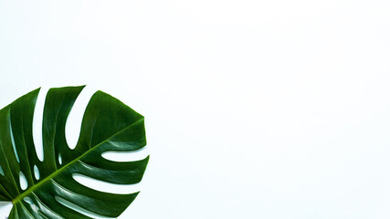 Fototapeta na wymiar Beautiful Monstera leaf isolated on white background, Flat lay