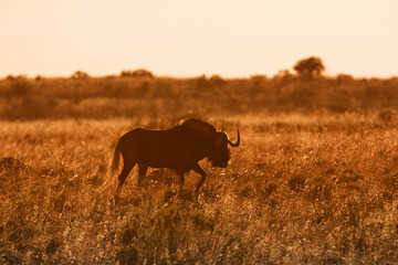 Black Wildebeest At Sunrise
