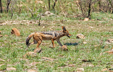 Black-backed Jackal
