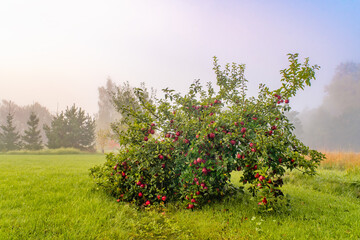Fototapeta na wymiar Apple tree with ripe red apples on foggy morning