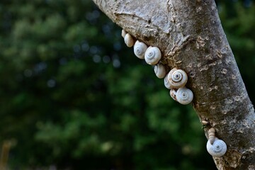 Close-up view of tiny snail shells stuck to a tree branch. White snail shells on a tree. Blurred green background. © Vaclav Pospisil