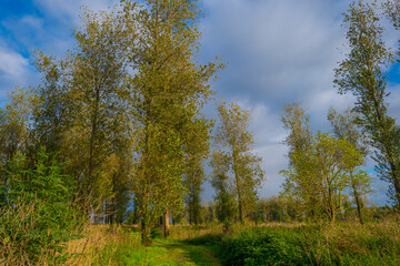 Fields and trees in a green windy rainy wetland in sunlight under a grey white cloudy sky in autumn, Almere, Flevoland, The Netherlands, October 11, 2020