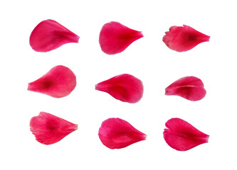 Set of 9 hot pink rose, peony or tulip petals. Texture or pattern of three rows of flower petals isolated on white background
